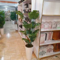 درختچه برگ انجیری بزرگ خارجی اک