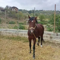 اسب تمام یورقه نرون|اسب و تجهیزات اسبسواری|پایین هولار, |دیوار