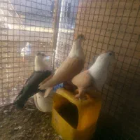 تعدادی کبوتر فروشی|پرنده|مود, |دیوار