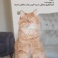 واگذاری رایگان گربه پرشین