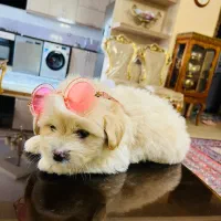 سگ پودل کراس ۲ ماهه|سگ|اردبیل, |دیوار