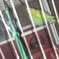 جفت مرغ عشق|پرنده|رباط‌کریم, الارد|دیوار