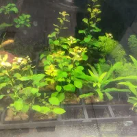 انواع گیاه های آکواریوم پلنت بصورت گلدانی فقط 55|ماهی|مشهد, فاطمیه|دیوار