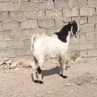 کهره نرچاق|حیوانات مزرعه|جهرم, |دیوار