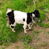 یک عدد بز خوراک خور سالم جنس دار