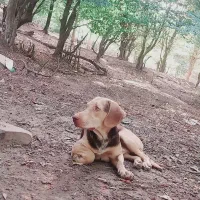 توله المانی اصل