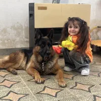 دامپزشک سگ ،گربه و اسب