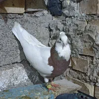 رنگی|پرنده|خرمشهر, |دیوار