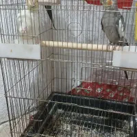 عروس هلندی