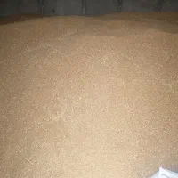 گندم قرمز با کیفیت بسیار خوب و یکدست یک رقم|خوردنی و آشامیدنی|رشت, دیلمان|دیوار