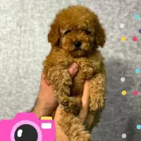 کوچولوی سلطنتی تاینی‌توی پودل