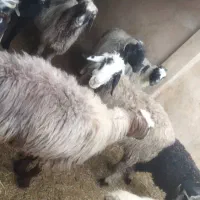 میش داشتی|حیوانات مزرعه|زرقان, |دیوار