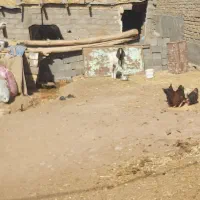 بز یکسال اویستن آمریکایی|حیوانات مزرعه|تایباد, |دیوار