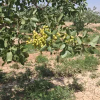 پرستار بچه ۷ ساله