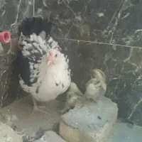 مرغ گلین لری . با جوجه|پرنده|مشهد, کوثر|دیوار