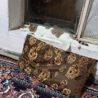 واگذاری گربه