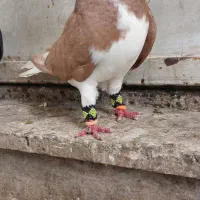 کبوتر