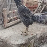 مرغ لاری اصل طوسی نایاب