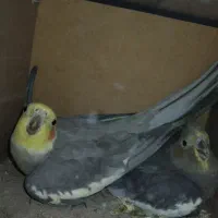 عروس هلندی جفت تخم گذاشته