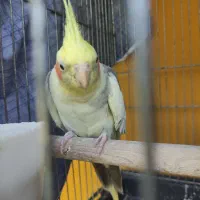 عروس هلندی نر