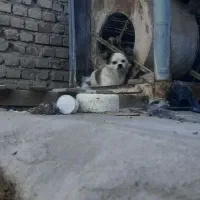 سگ پاکوتاه روباهی