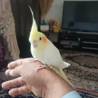 فروش عروس هلندی|پرنده|شیراز, دروازه قران|دیوار