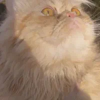 گربه پرشین نر ۱۳ ماهه عقیم نشده