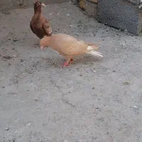 کارل میوملز کاکلی دم سفید عتیقه|پرنده|مه ولات, |دیوار