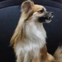 واگذرای سگ مهربان