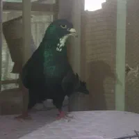 نر رسمی