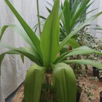 گل وگیاه|گل و گیاه طبیعی|خانمیرزا, |دیوار