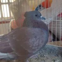 کبوتر پرشی کاکل