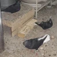 پرنده رنگی|پرنده|مسجد سلیمان, |دیوار