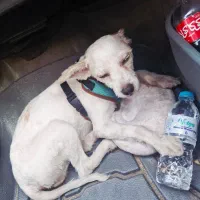 گمشده شیتزو سفید|سگ|فردیس, شهرک سپاه|دیوار