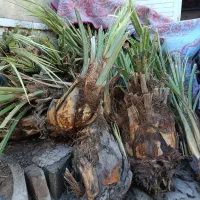 درخت نخل مجول و پیاروم