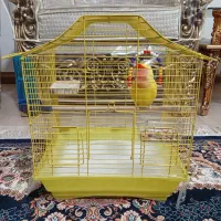 کوتوله برزیلی|پرنده|الوند, |دیوار