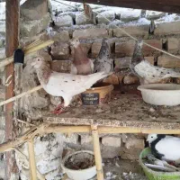 پشت کاغذی گم کردم هرکی گرفته 500بالاقیمتش میخوام