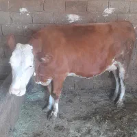 گاو سیمینتال|حیوانات مزرعه|بروجرد, |دیوار