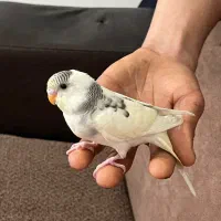 مرغ عشق دست آموز|پرنده|رشت, معلولین|دیوار