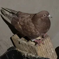 کبوتر  سرخ.    پلاکی.   کاشونی