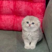 شهر گربه ی اشرافی شیراز