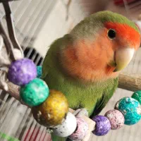 طوطی برزیلی|پرنده|ری, ملک‌آباد|دیوار