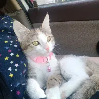 واگذاری گربه