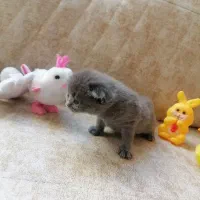 فروش چهار بچه گربه اسکاتیش فولد|گربه|اصفهان, خانه اصفهان|دیوار