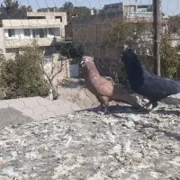 ذاغ و زرد چشم و نوک