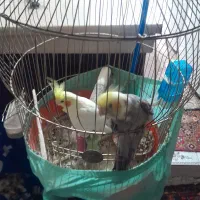 گربه پرشین و عروس