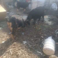 بز جوان|حیوانات مزرعه|الوند, |دیوار