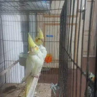 من به اندازه آواز پرنده زنده ام عروس و قناری|پرنده|یزد, |دیوار