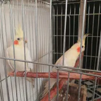 عروس هلندی جفت