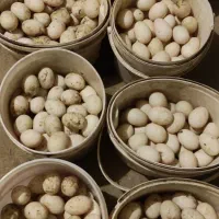 تخم نطفه دار اردک محلی